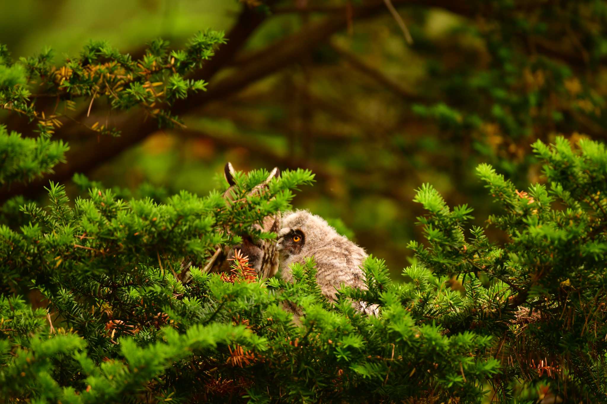 トラフズクの給餌