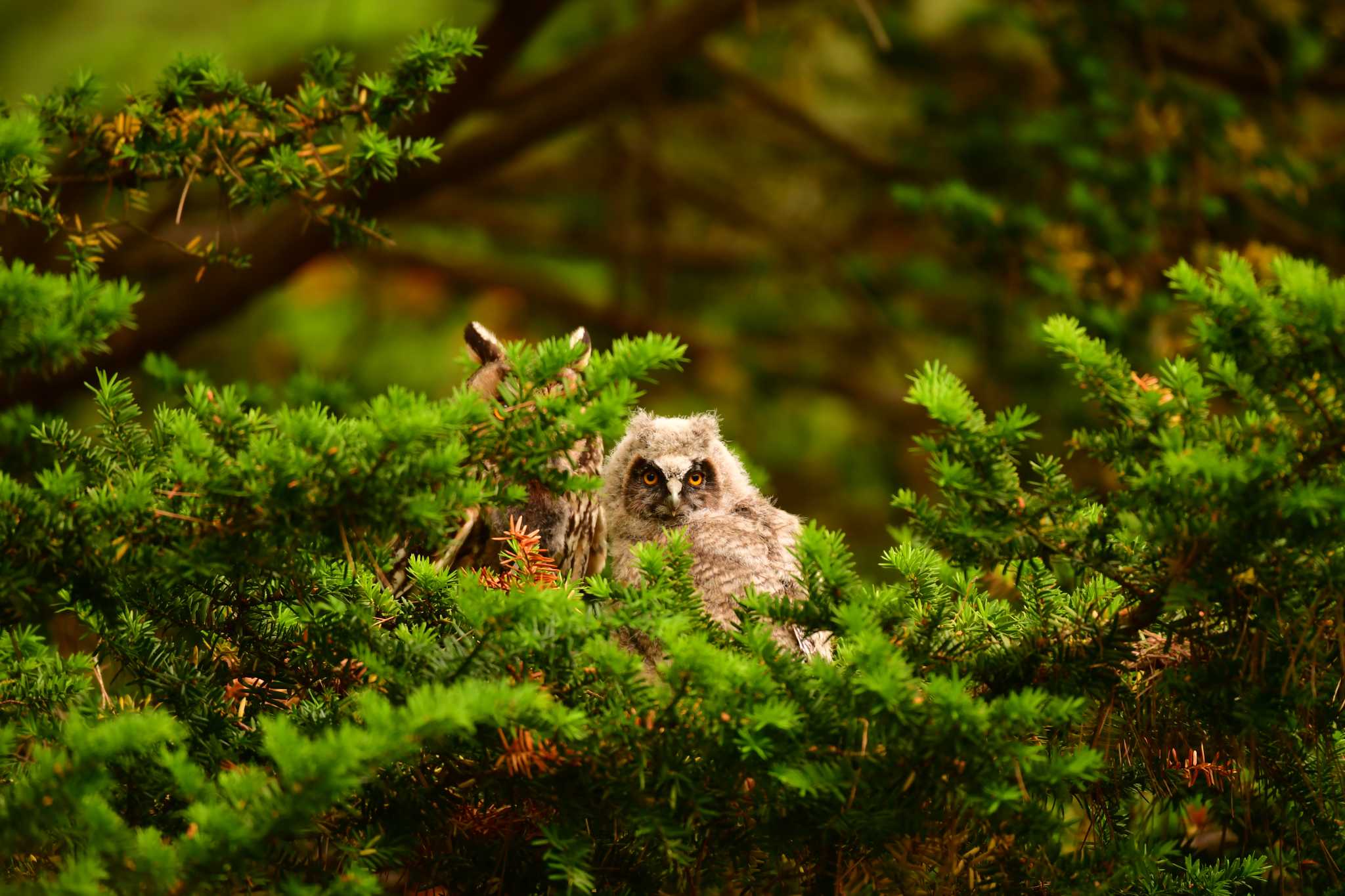 トラフズクの給餌