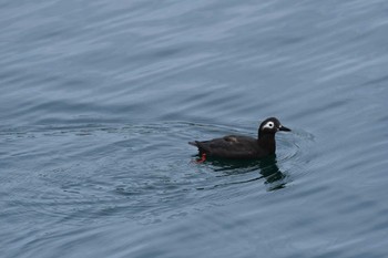 2022年7月1日(金) 天売島の野鳥観察記録