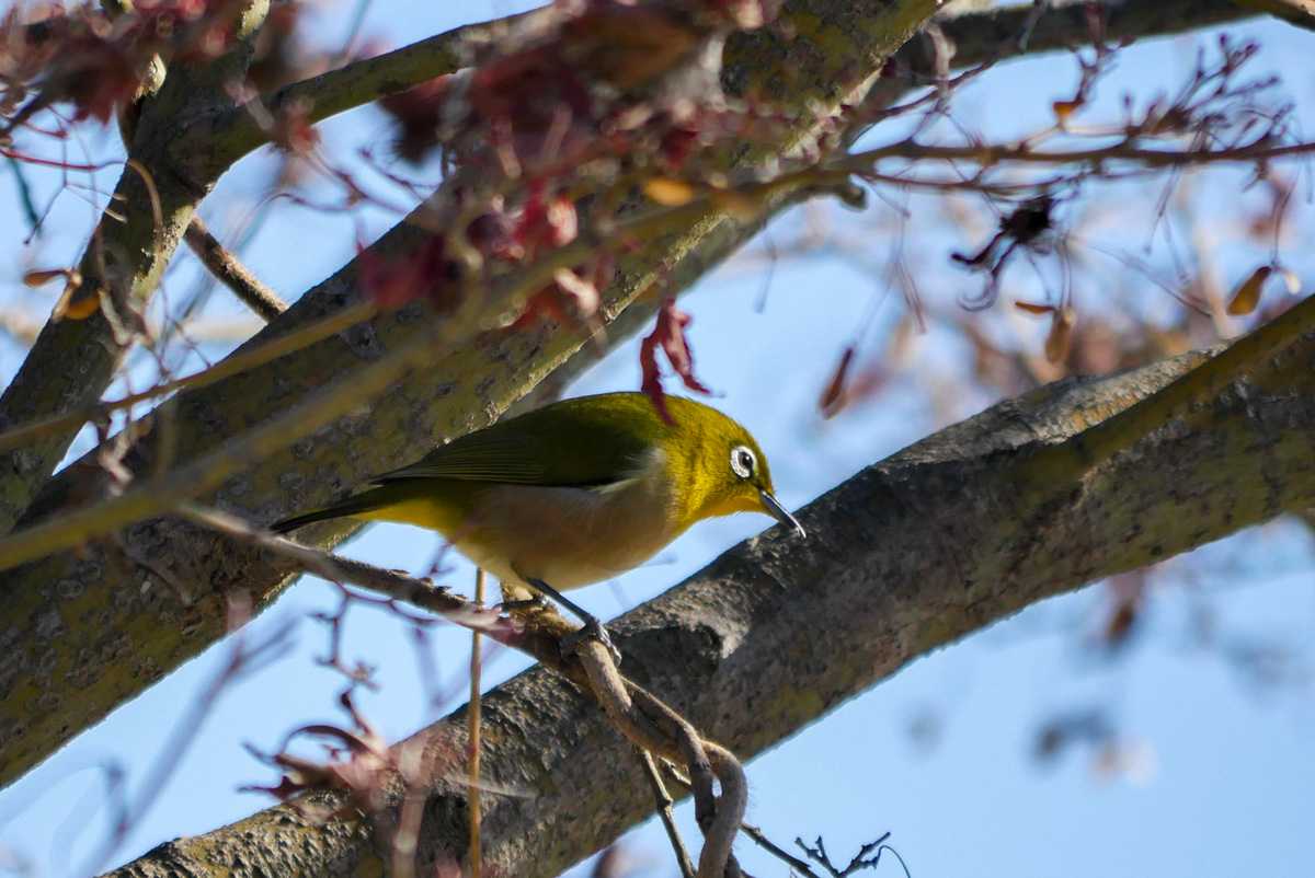 大津市南郷 メジロの写真 by  Lapolapola Birds