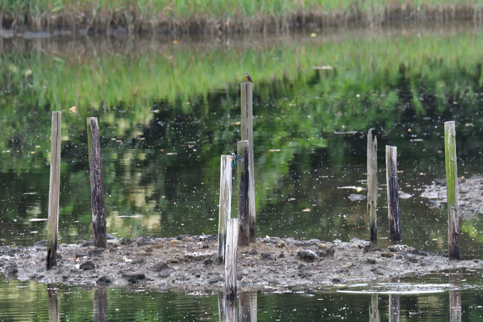 長浜公園 カワセミの写真