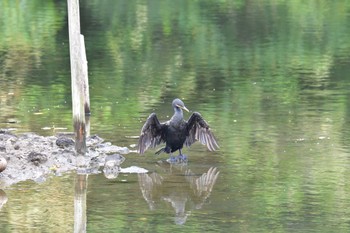 2022年7月3日(日) 長浜公園の野鳥観察記録