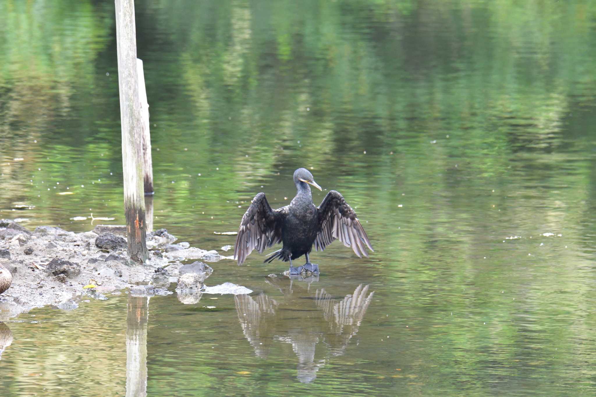 長浜公園 カワウの写真