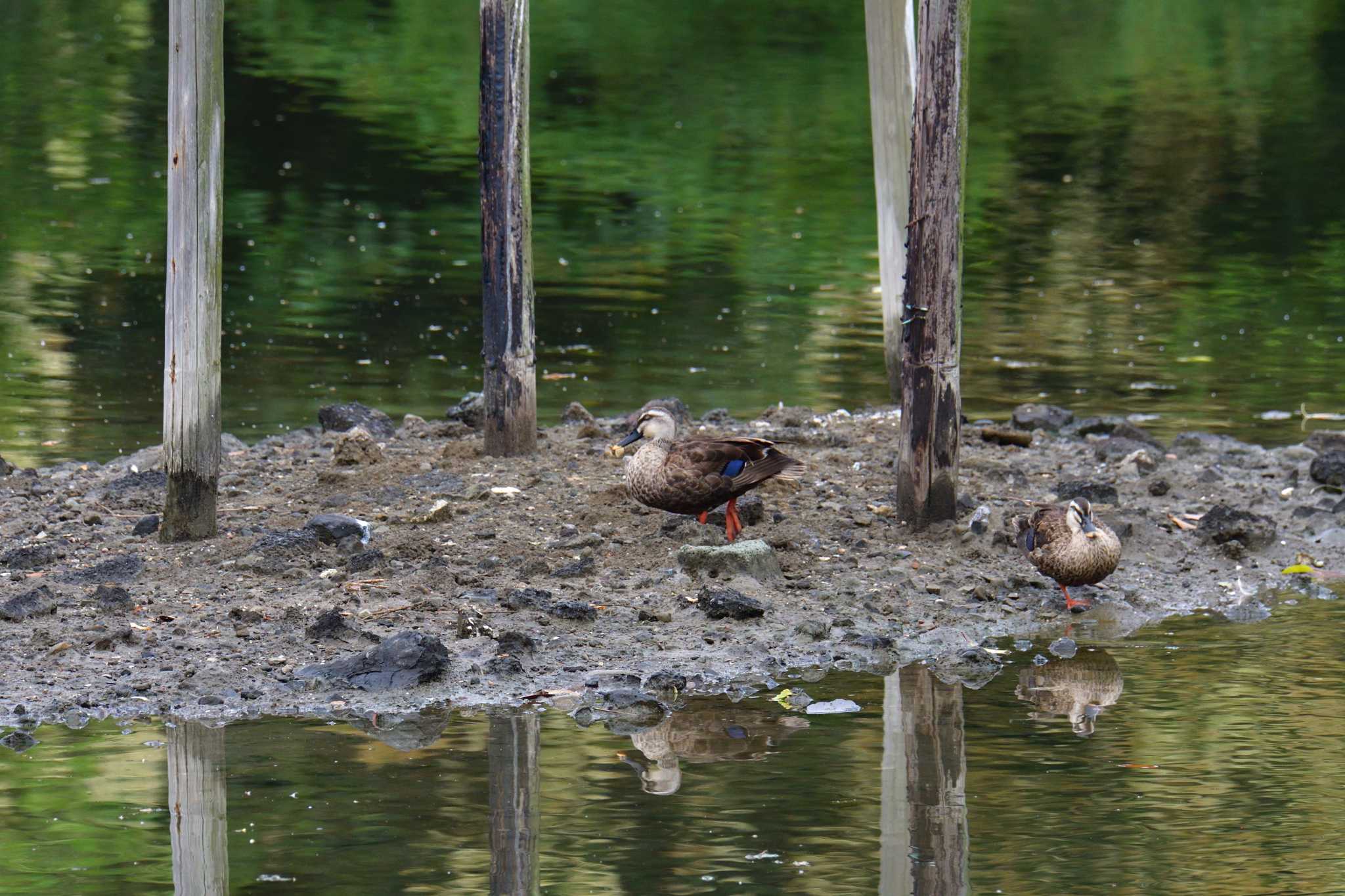 長浜公園 カルガモの写真