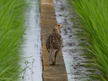 キジ 浮島ヶ原自然公園 2022年7月4日(月)