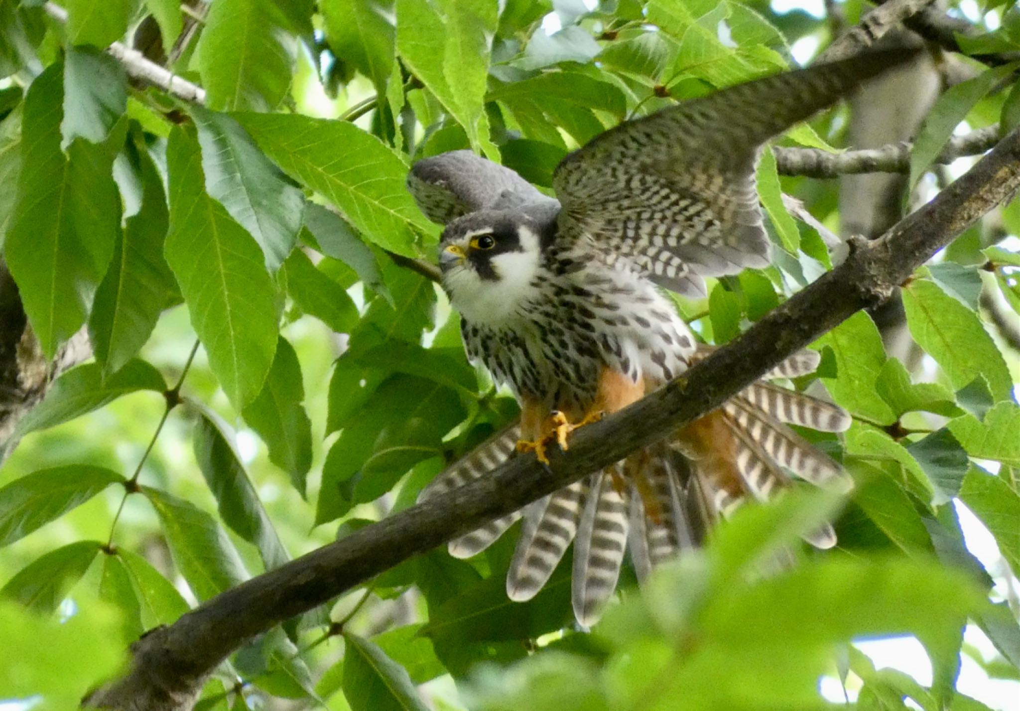 Photo of Eurasian Hobby at  by Mariri1017