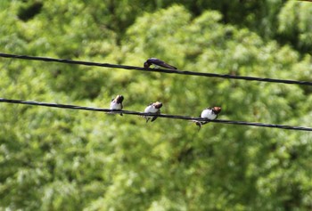 Barn Swallow 福岡県 Sat, 7/2/2022