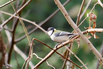 シジュウカラ ほしだ園地 2017年12月21日(木)