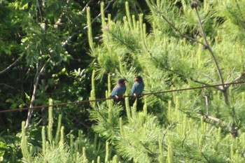 ブッポウソウ 大分県 2022年5月29日(日)