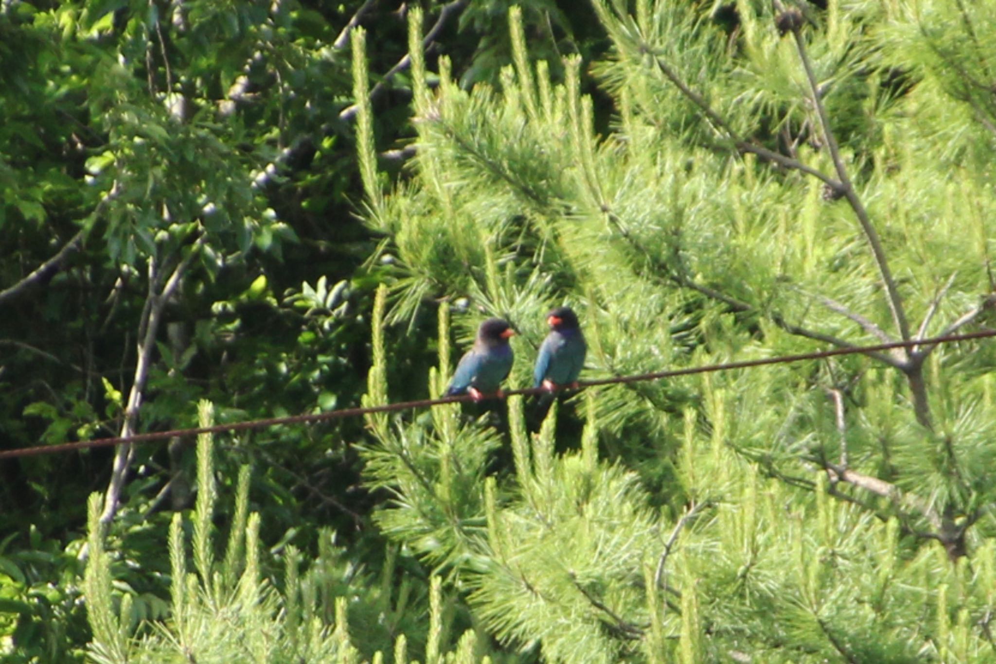 Oriental Dollarbird