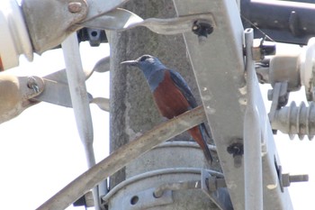 Blue Rock Thrush 大分県 Sun, 5/29/2022