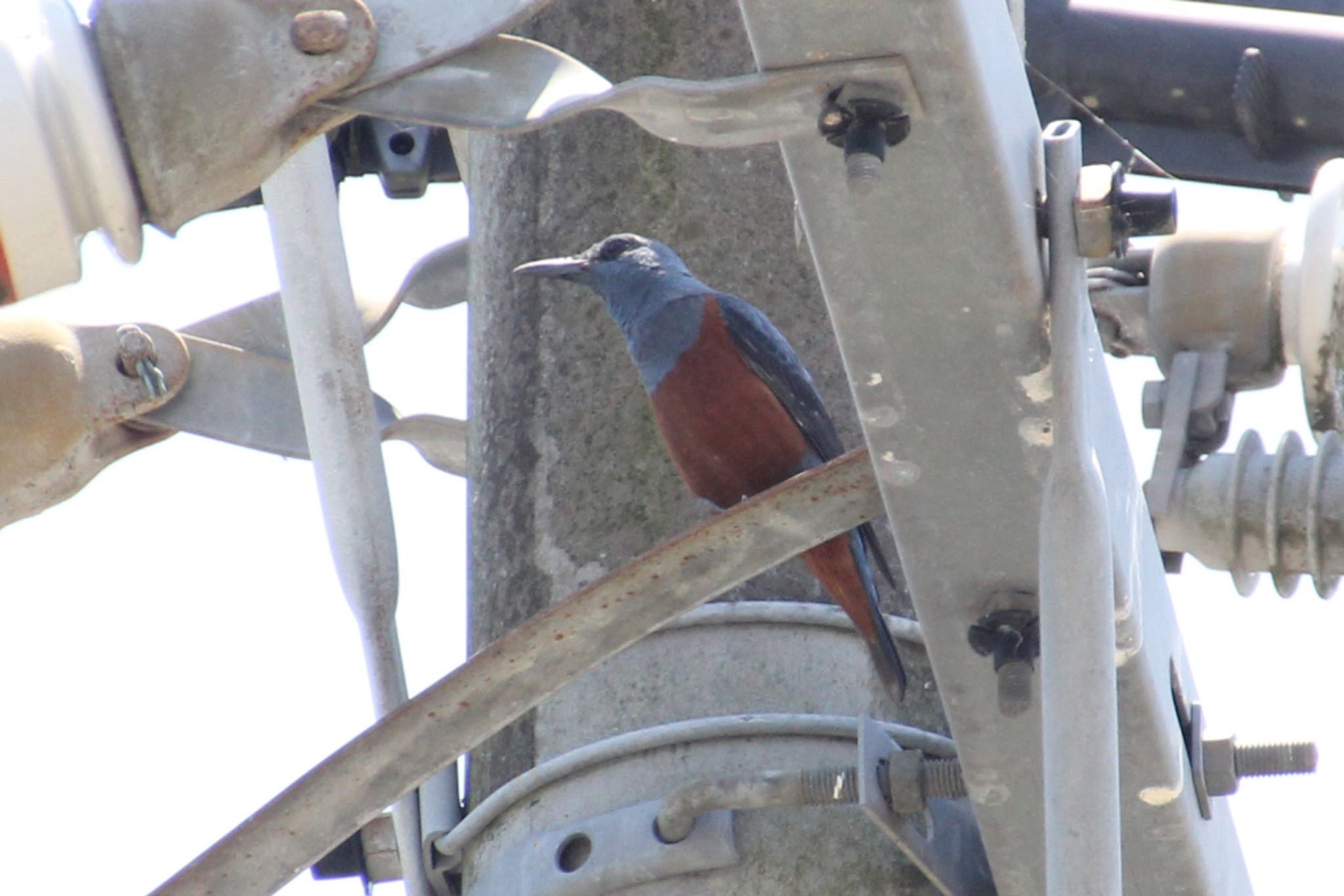 Blue Rock Thrush