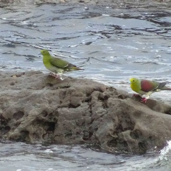 2022年7月3日(日) 大磯照ヶ崎海岸の野鳥観察記録