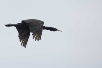 Red-faced Cormorant 落石ネイチャークルーズ Mon, 6/27/2022