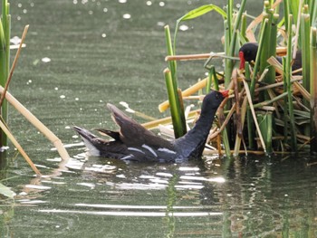 2022年7月3日(日) 白幡沼(さいたま市)の野鳥観察記録