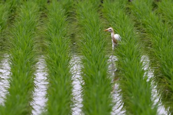 アマサギ 大久保農耕地 2022年7月3日(日)