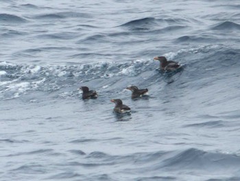 Rhinoceros Auklet 天売羽幌間フェリー航路 Mon, 7/4/2022