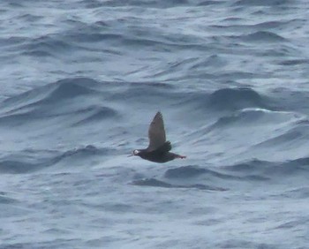 Spectacled Guillemot 天売羽幌間フェリー航路 Mon, 7/4/2022