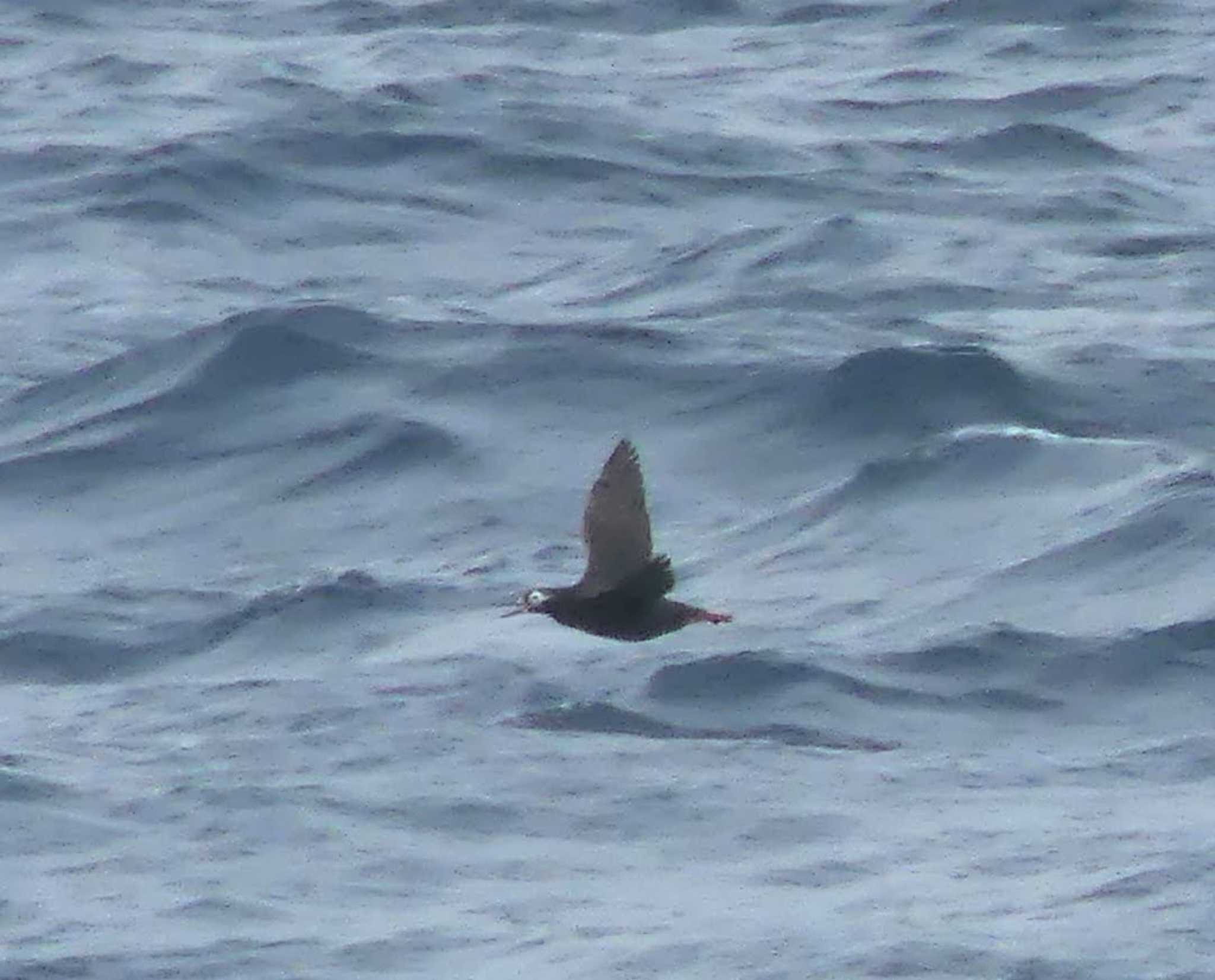 Spectacled Guillemot