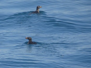 Rhinoceros Auklet 天売羽幌間フェリー航路 Mon, 7/4/2022