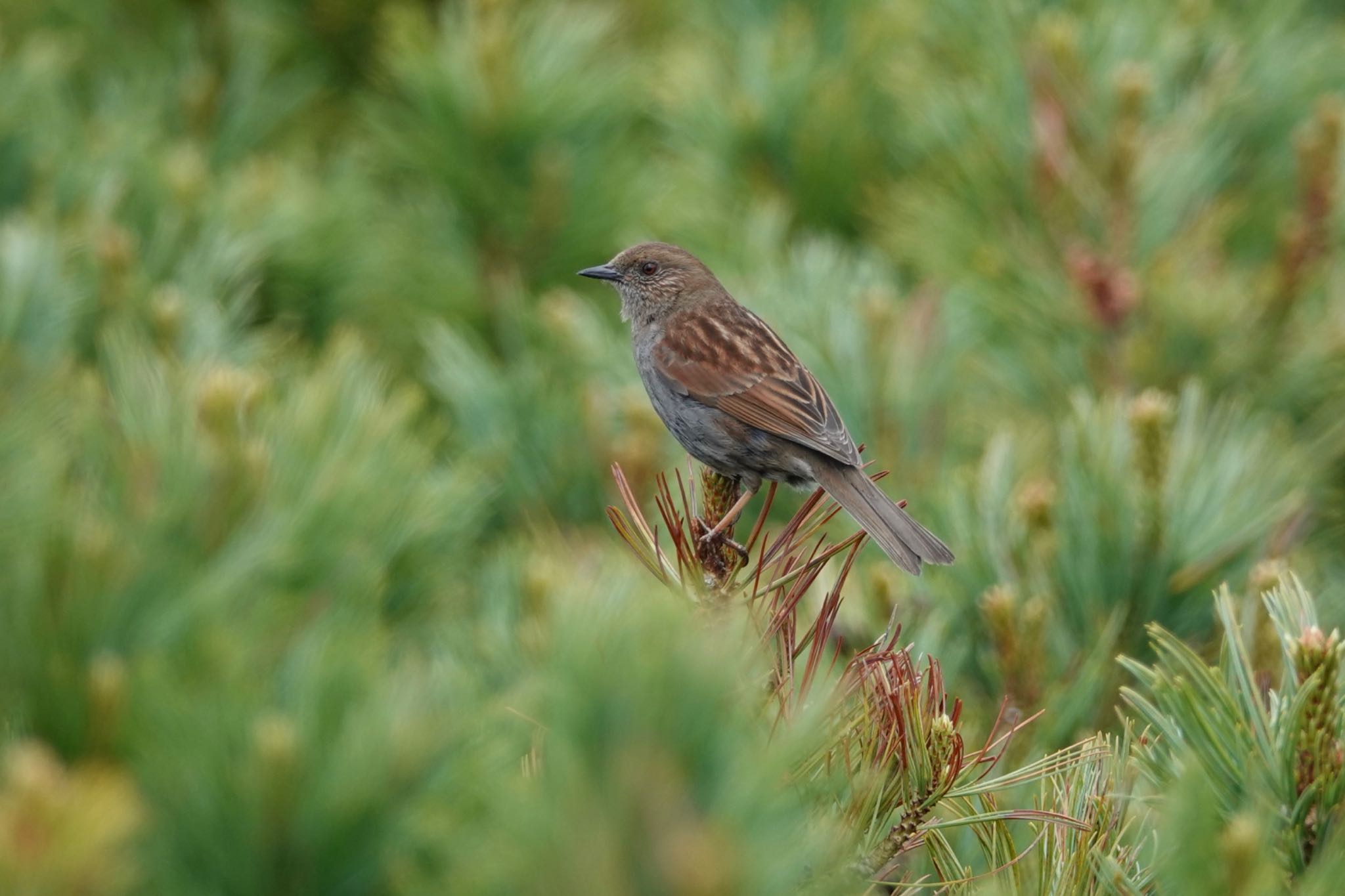 Photo of Japanese Accentor at Asahidake by のどか