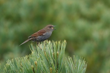 2022年6月26日(日) 旭岳(展望台)の野鳥観察記録