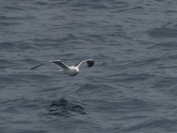 Slaty-backed Gull 天売羽幌間フェリー航路 Mon, 7/4/2022