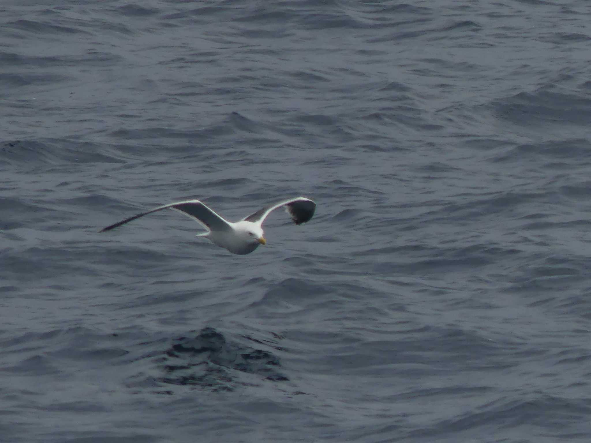 Slaty-backed Gull