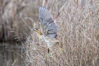 サンカノゴイ 山口県立きらら浜自然観察公園 2018年1月7日(日)