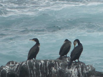 Japanese Cormorant Teuri Island Sun, 7/3/2022