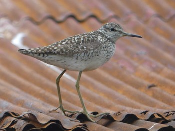 Wood Sandpiper Teuri Island Sun, 7/3/2022