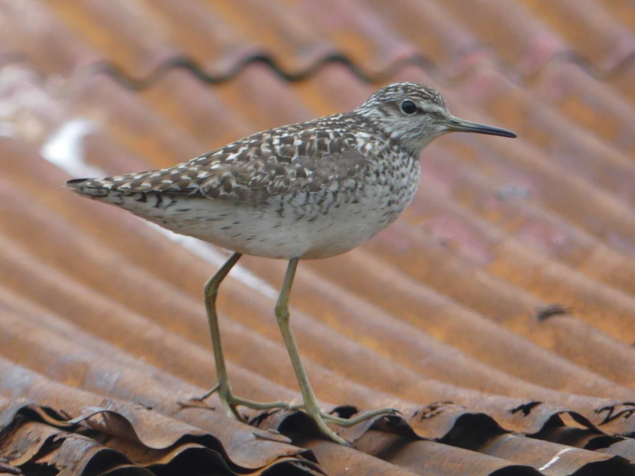 Wood Sandpiper