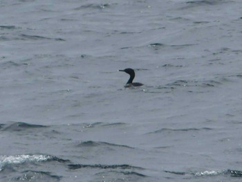 Pelagic Cormorant 天売羽幌間フェリー航路 Mon, 7/4/2022