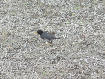 Japanese Thrush Teuri Island Sun, 7/3/2022