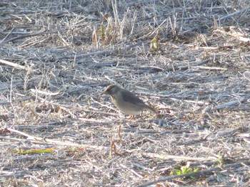 White-cheeked Starling Teuri Island Sun, 7/3/2022