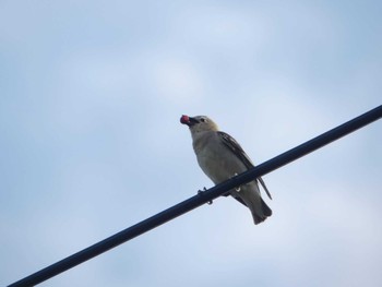 Daurian Starling Teuri Island Sun, 7/3/2022