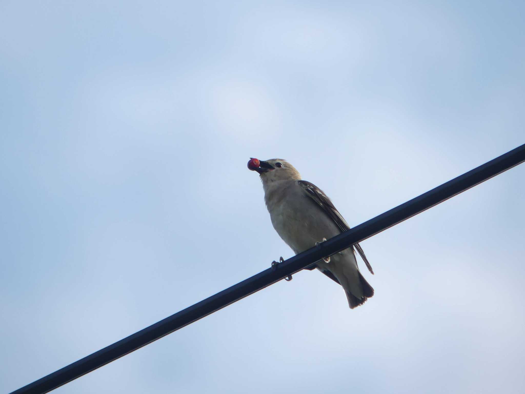 Daurian Starling