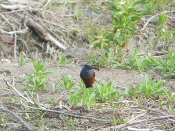 Blue Rock Thrush Teuri Island Sun, 7/3/2022