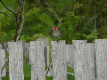 Siberian Rubythroat Teuri Island Sun, 7/3/2022