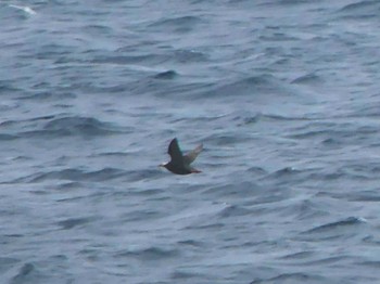 Spectacled Guillemot 天売羽幌間フェリー航路 Mon, 7/4/2022