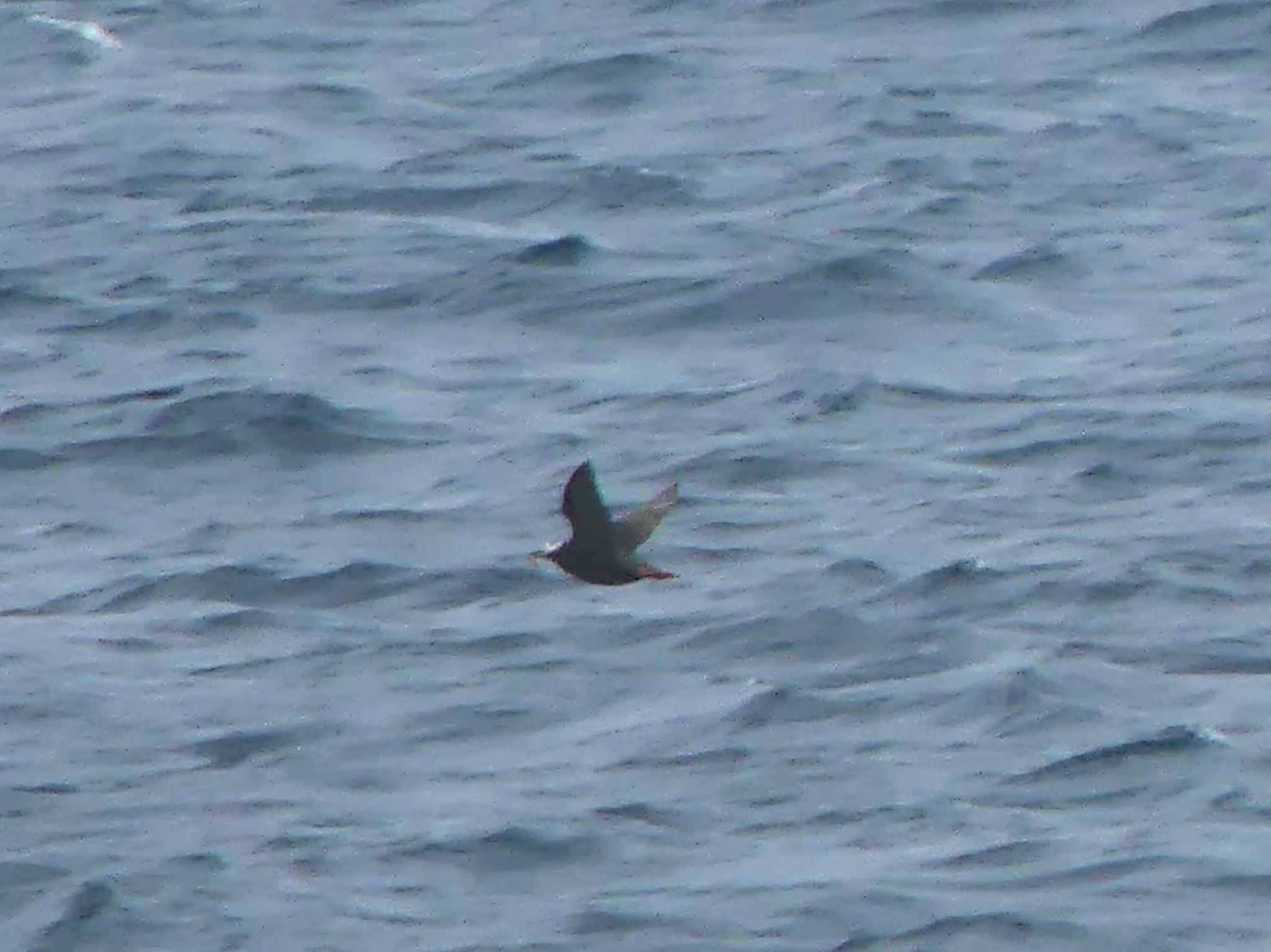 Spectacled Guillemot