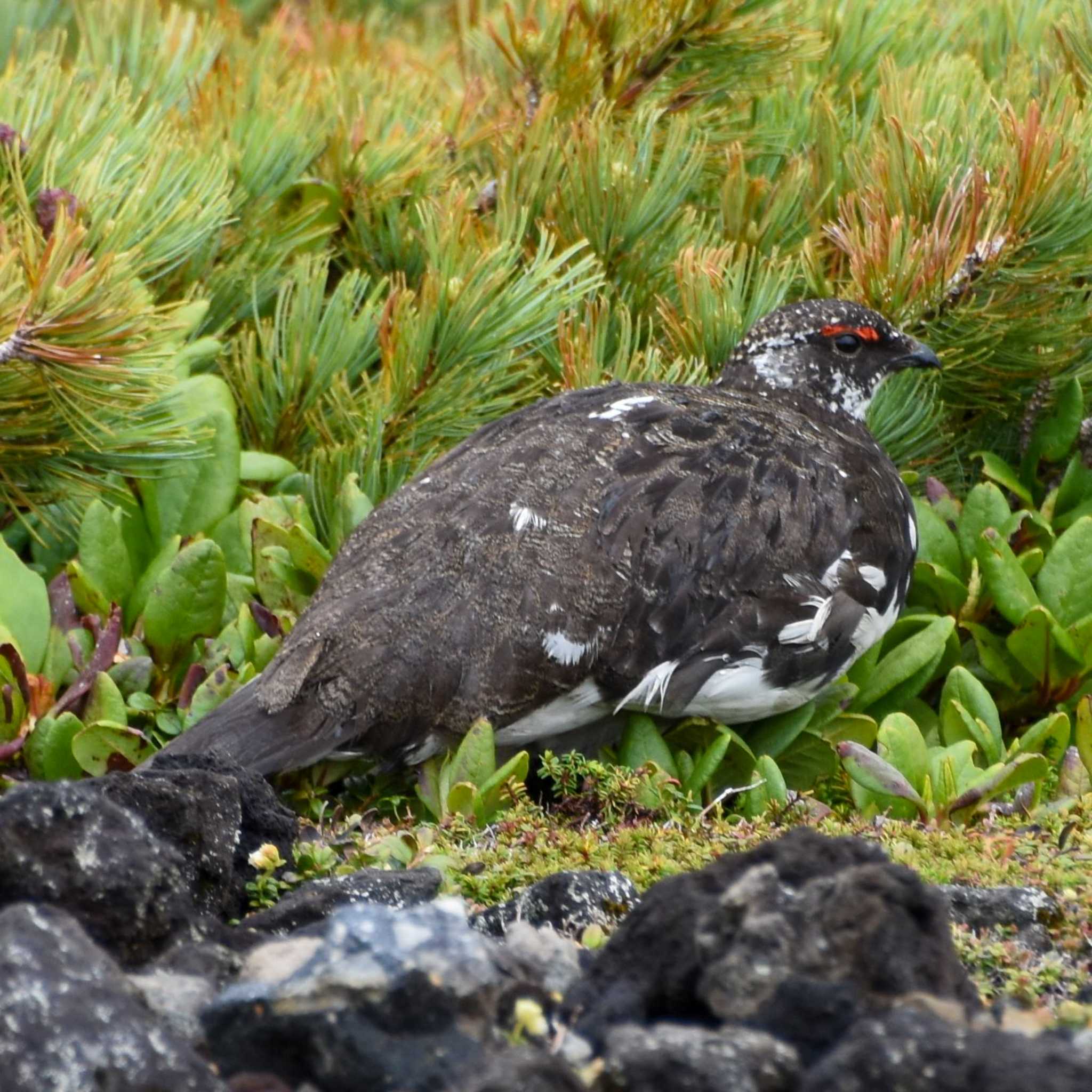 Photo of Rock Ptarmigan at 乗鞍岳 by Mr.Quiet