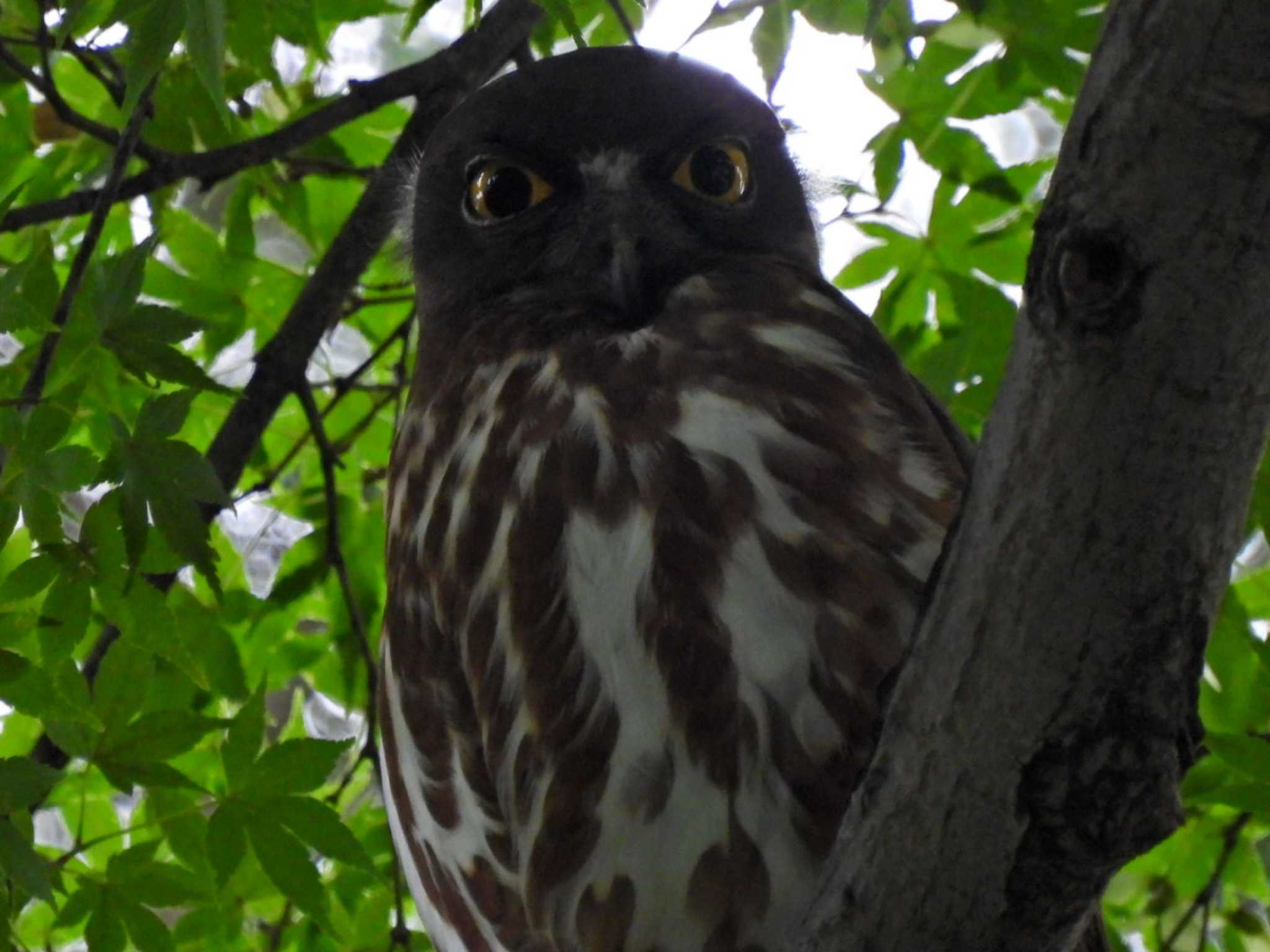 八王子 アオバズクの写真 by スガユー