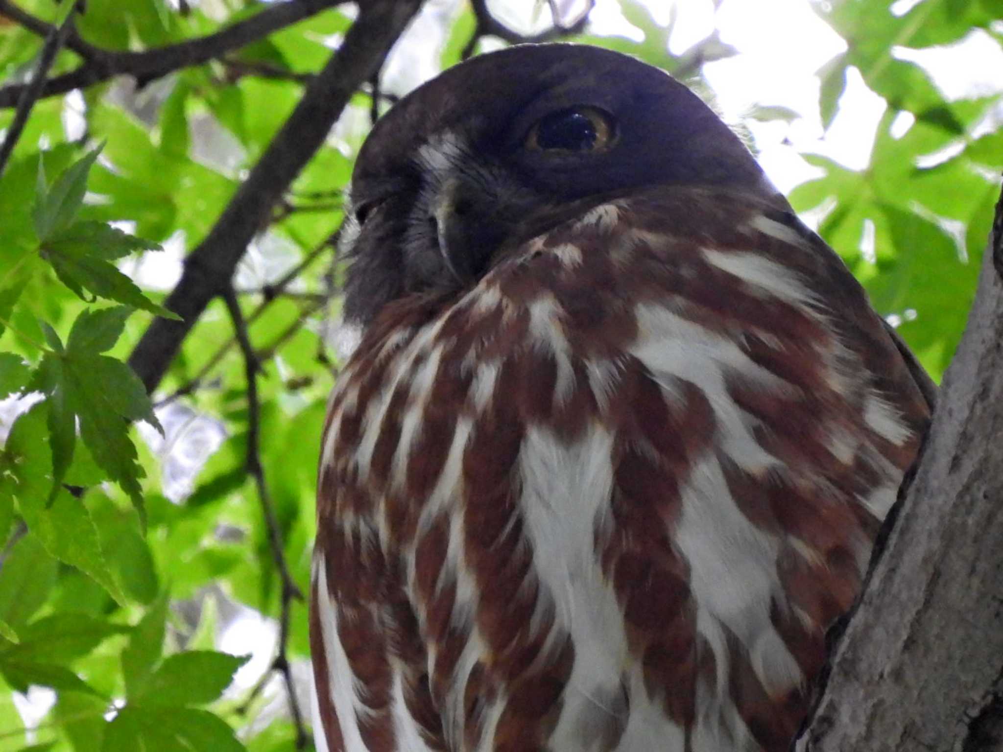 八王子 アオバズクの写真 by スガユー