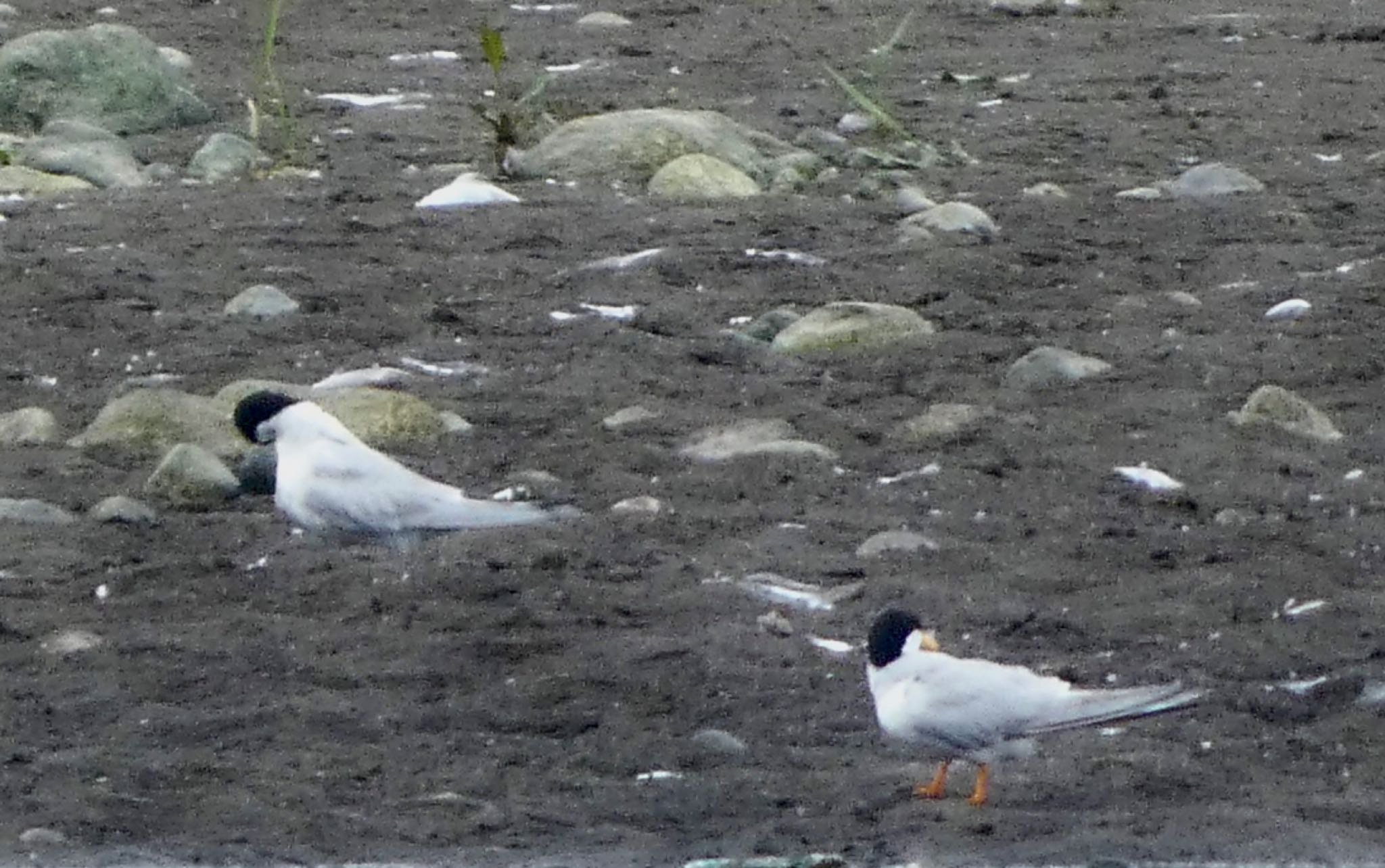 Little Tern