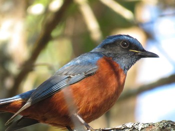 Chestnut-bellied Rock Thrush