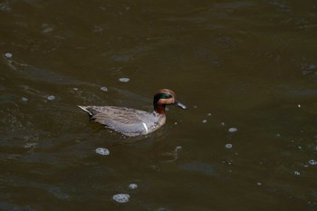 Green-winged Teal 大阪 Sun, 3/27/2022