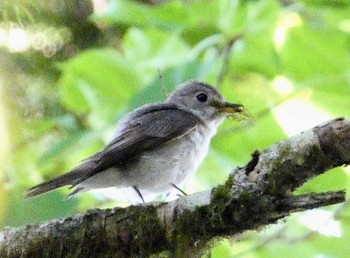 2022年7月2日(土) 高鉢駐車場の野鳥観察記録