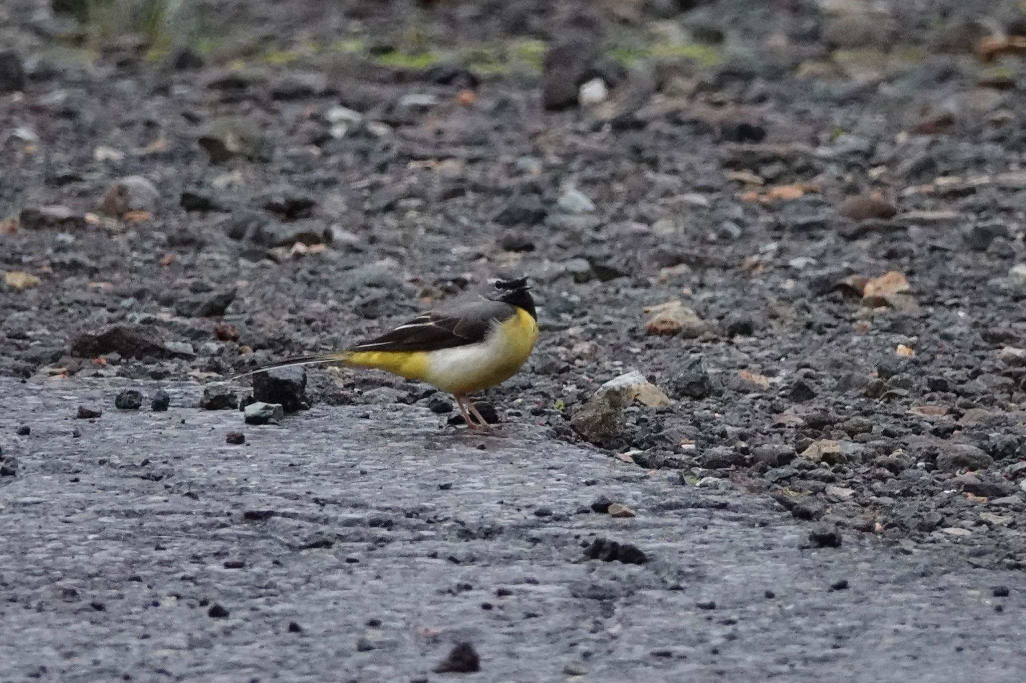 Grey Wagtail