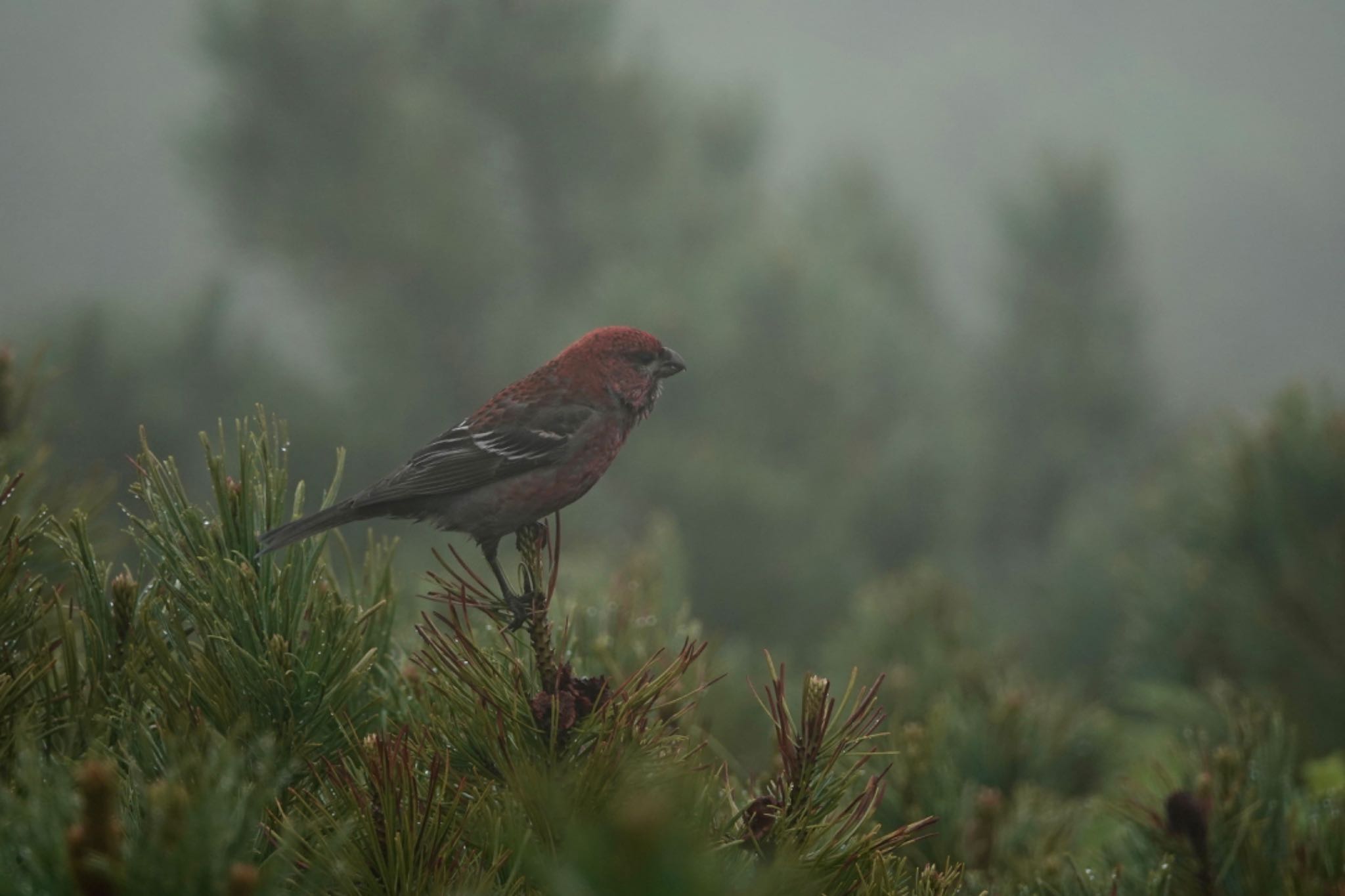 Pine Grosbeak